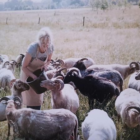 Pipowagen Elsebein Groningen Westerwolde Unieke Ligging Met Eigen Tuin En Vrij Uitzicht Over Veld Naar Natuurgebied Onstwedde エクステリア 写真