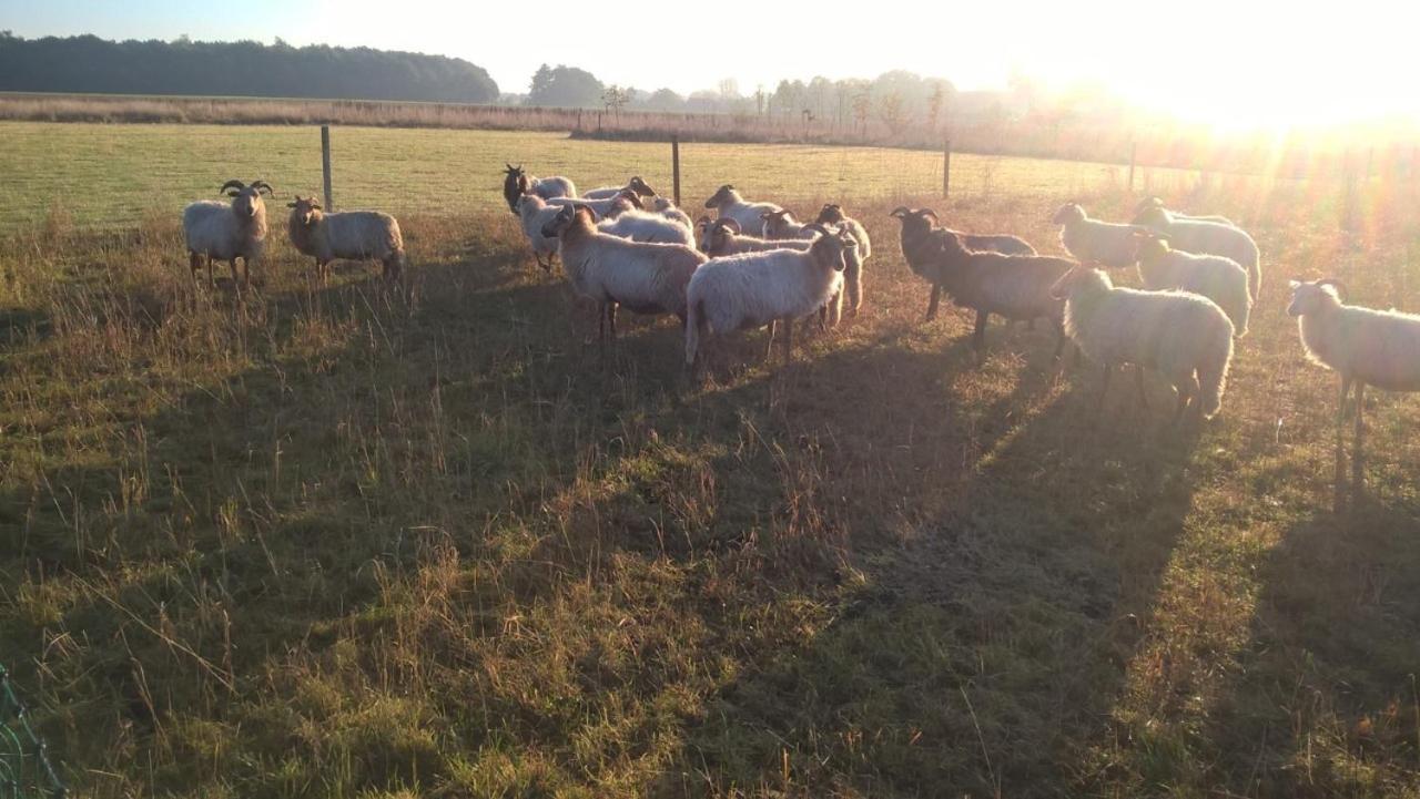 Pipowagen Elsebein Groningen Westerwolde Unieke Ligging Met Eigen Tuin En Vrij Uitzicht Over Veld Naar Natuurgebied Onstwedde エクステリア 写真